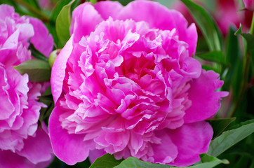 Closeup of peony flowers