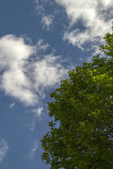 green spring trees and blue sky