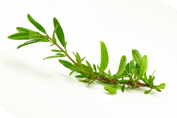Rosemary, fresh leaf isolated on white background