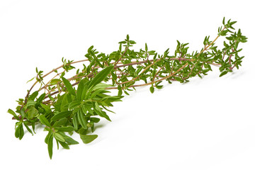 Rosemary,Thyme, fresh herbs isolated on white background