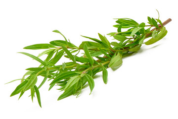 Rosemary, fresh leaf isolated on white background