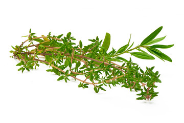 Rosemary, Thyme, fresh herbs isolated on white background