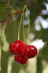 cherry