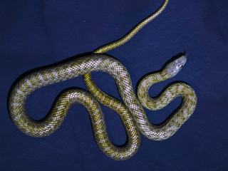 Yellow striped snake on dark-blue background