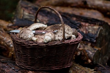 edible mushrooms in the basket