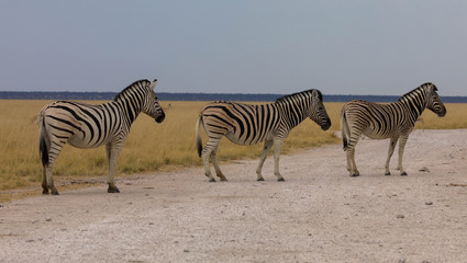 Fototapeta na wymiar Zebraherde auf der Piste, Etosha Nationalpark