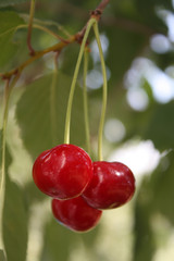 cherry