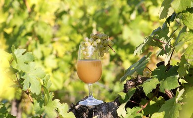 fresh grape must in wine glass