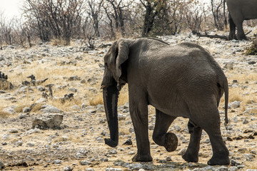 Obraz premium Elefante africano