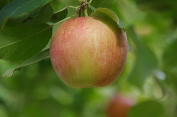 リンゴの木　赤いリンゴ