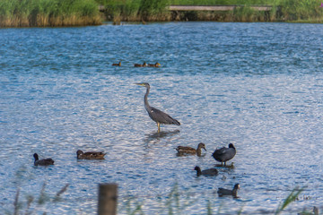 Heron in blue water