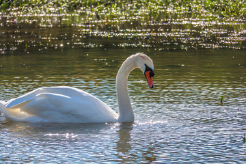 swan in lake