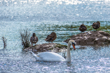 swan with ducks in background