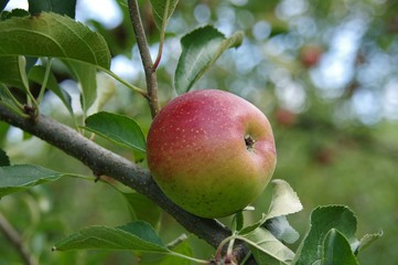 リンゴの木　赤いリンゴ