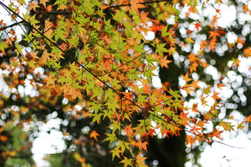 autumn maple leaf in the fall blurred background.