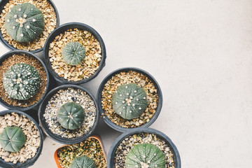 Obraz na płótnie Canvas Top view little beautiful cactus in pot , hipster tone
