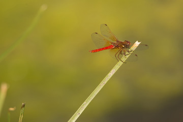 Dragonfly