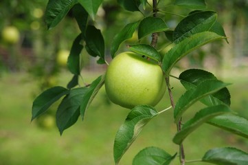 リンゴの木（王林）