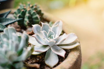 Group of little beautiful cactus in pot , hipster tone and soft focus