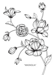 Magnolia flower drawing.