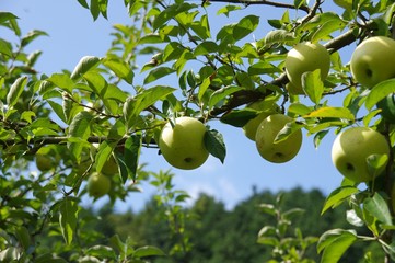 リンゴの木（王林）