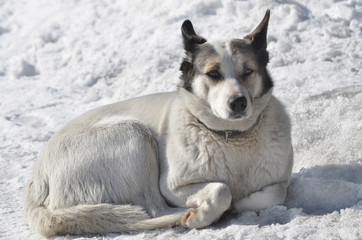 Собака лежит на снегу.