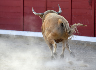 toro