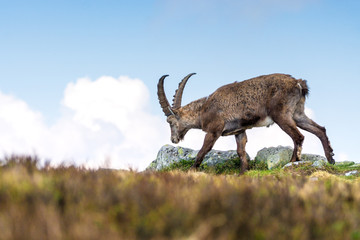 junger männlicher Steinbock