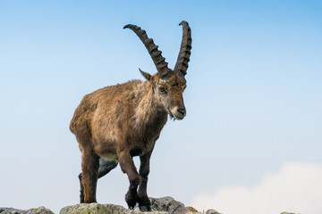 junger männlicher Steinbock
