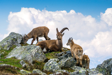 Steinbock-Familie in den Schweizer Alpen