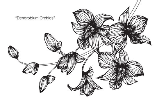 Orchid flower drawing.