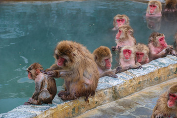 Obraz premium Close up activities of Snow monkeys (Japanese macaque) relaxing in a hot spring pool (onsen) ,Hakodate ,Japan.