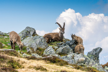 Steinbock-Familie auf dem Niederhorn, Berner Oberland, Schweiz