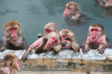 snow monkeys relaxing in hot spring pool on sen in Hakodate ,Hokkaido,in Japan. - obrazy, fototapety, plakaty