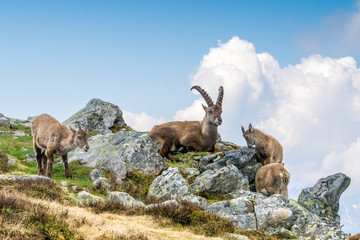 Steinbock-Familie in den Schweizer Alpen