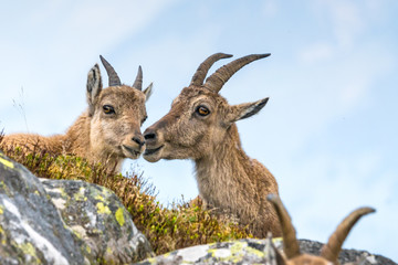 Silhouette eines männlichen Steinbocks
