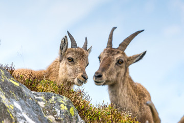 Silhouette eines männlichen Steinbocks