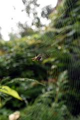 Fototapeta premium kreuzspinne beim Netzbau