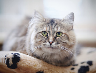 Fluffy cat with green eyes