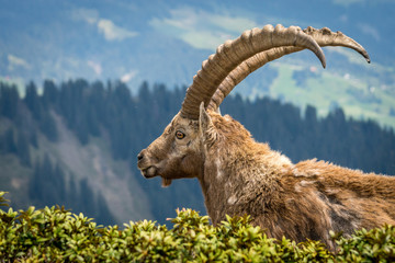 stattlicher Steinbock, der König der Alpen