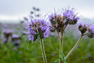 Violette pflanze mit Wassertropfen - tau am morgen