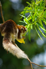 Squirrel on the tree