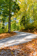 Herbst im Wald mit Strasse und Laub