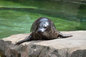 Harbor seal on a rock
