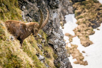 stattlicher männlicher Steinbock, der König der Alpen