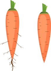 Two orange carrots on a white background