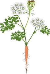 Orange carrot green leaves and flowers on a white background. Flowering carrot