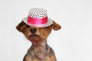 petit chien coiffé d'un chapeau blanc et rose qui lui tombe sur les yeux