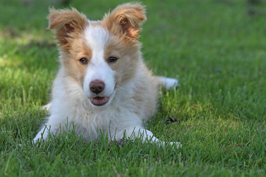 Border Collie-Welpe