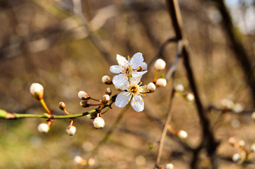 Kwiatki i mlode pączki na gałązkach wiosennych drzew.